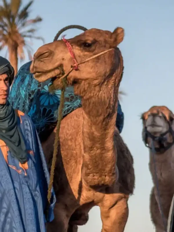 Camel Riding