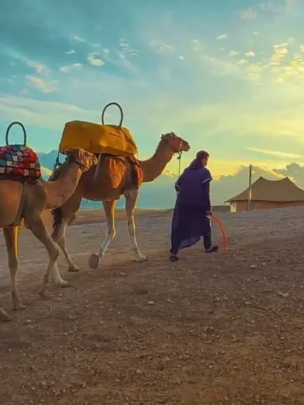 Camel ride at agafay