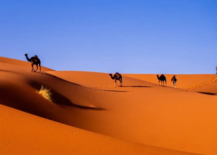 Moroccan Desert